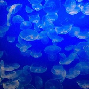 Meet your Posher, Gracie